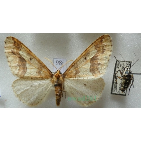Erannis defoliaria (Clerck, 1759) pair Zimowek ogołotniak Czech98j
